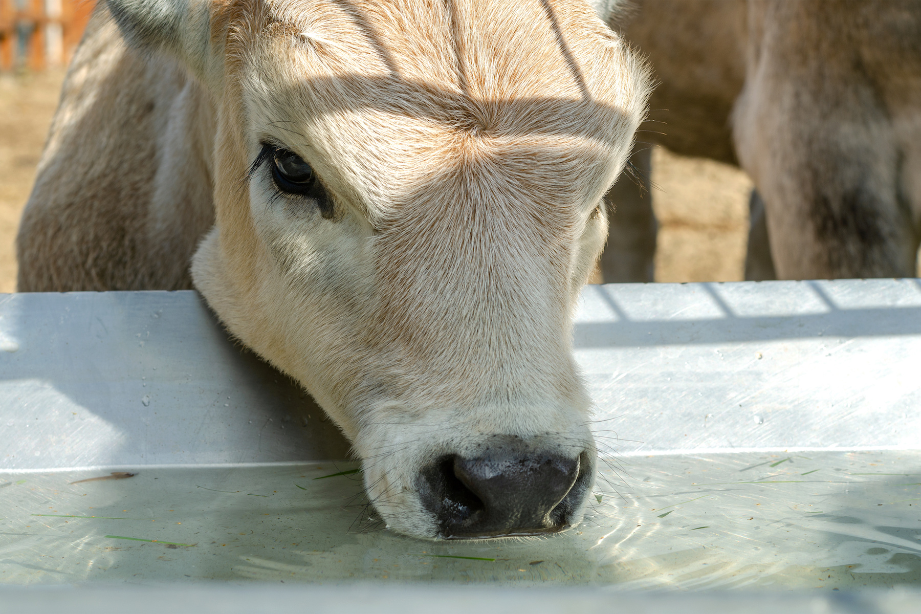 Portable Cattle Feed Trough Design Mother Earth News